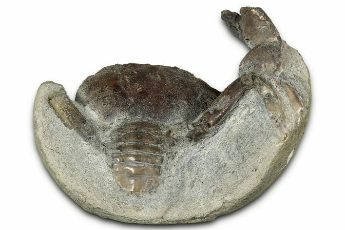 Eocene Fossil Crab (Pulalius) - Washington State #345530